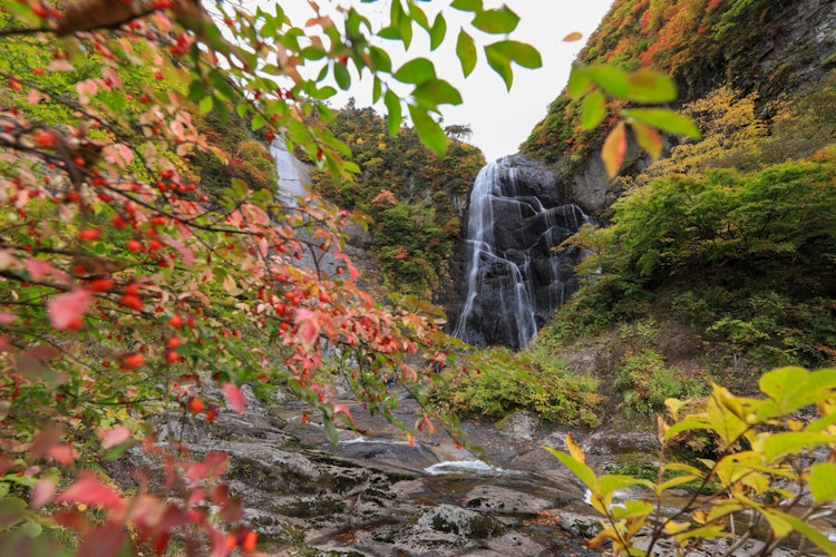 [相片1]它是秋田縣北秋田市的安之瀧瀑布。 這個瀑布所在的中之谷形成於奧阿尼的最深處約8公里。 安諾瀧的落差約為90米，是一個美麗的兩階段瀑布，周圍的景色很美，是被選為“日本100個最佳瀑布”第二名的著名瀑布。