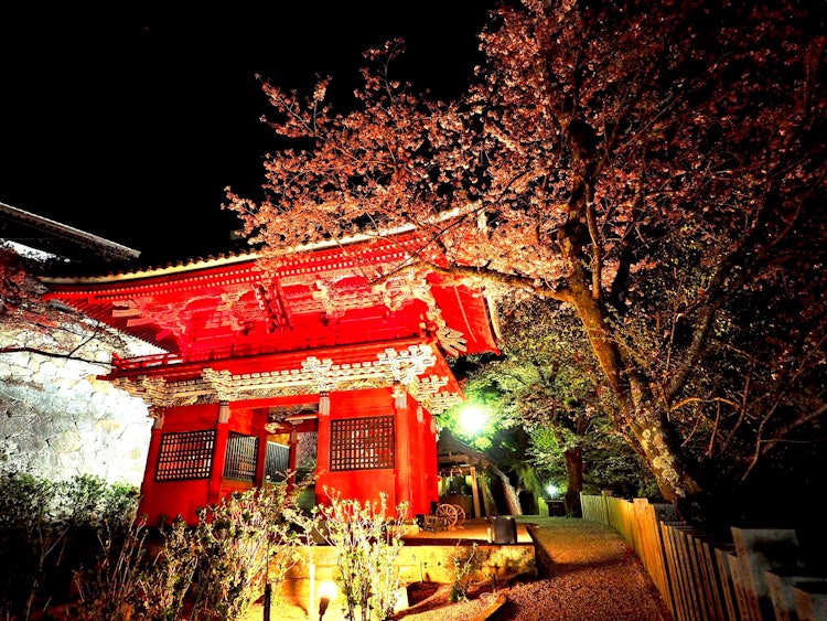 [相片1]茨城县樱川市 宇毗树观音的仁王门当樱🌸花盛开时，它们会被点亮，它们的光泽突出，值得一看。