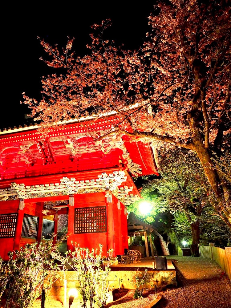 [画像1]茨城県桜川市 雨引観音の仁王門桜🌸頃は、ライトアップされ艶やかさが際立ち、見応えあります。
