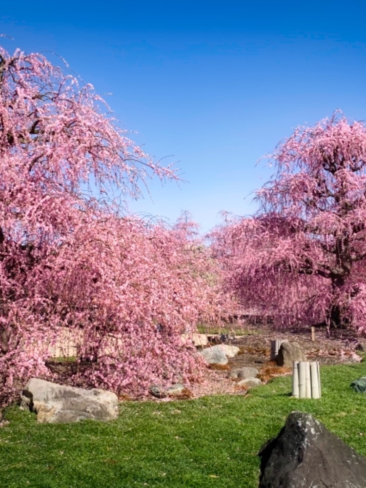 [画像1]鈴鹿森の庭園の枝垂れ梅。 匠の技により見事な枝垂れ梅は魅了されます。