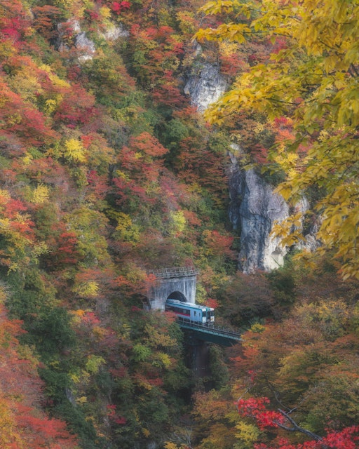 [画像1]宮城県を代表する紅葉の定番スポット「鳴子峡」特に人気なのが、「大深沢橋」から眺める彩り豊かな紅葉です。更にその紅葉の中の断崖絶壁にはJR陸羽東線のトンネルがあり、紅葉の中をひた走る列車を見ることができ