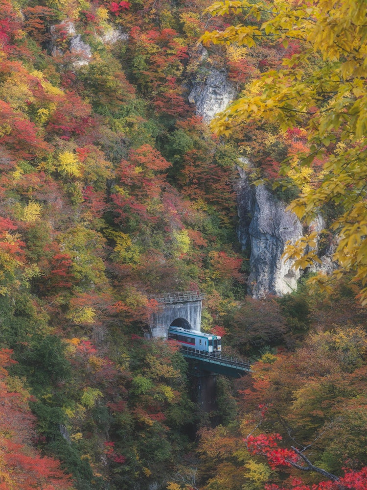 [Image1]A standard spot for autumn leaves representing Miyagi Prefecture 