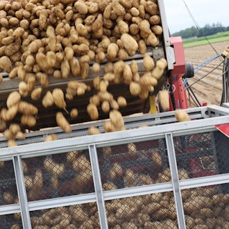 [Image2]Regards Tokachi no imo!In the Tokachi region of Hokkaido, potato harvest is in full swing On this da