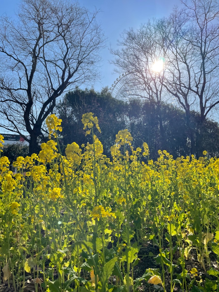 [画像1]大阪万博記念公園からの菜の花と観覧車です。この時期の菜の花は珍しいかも‥