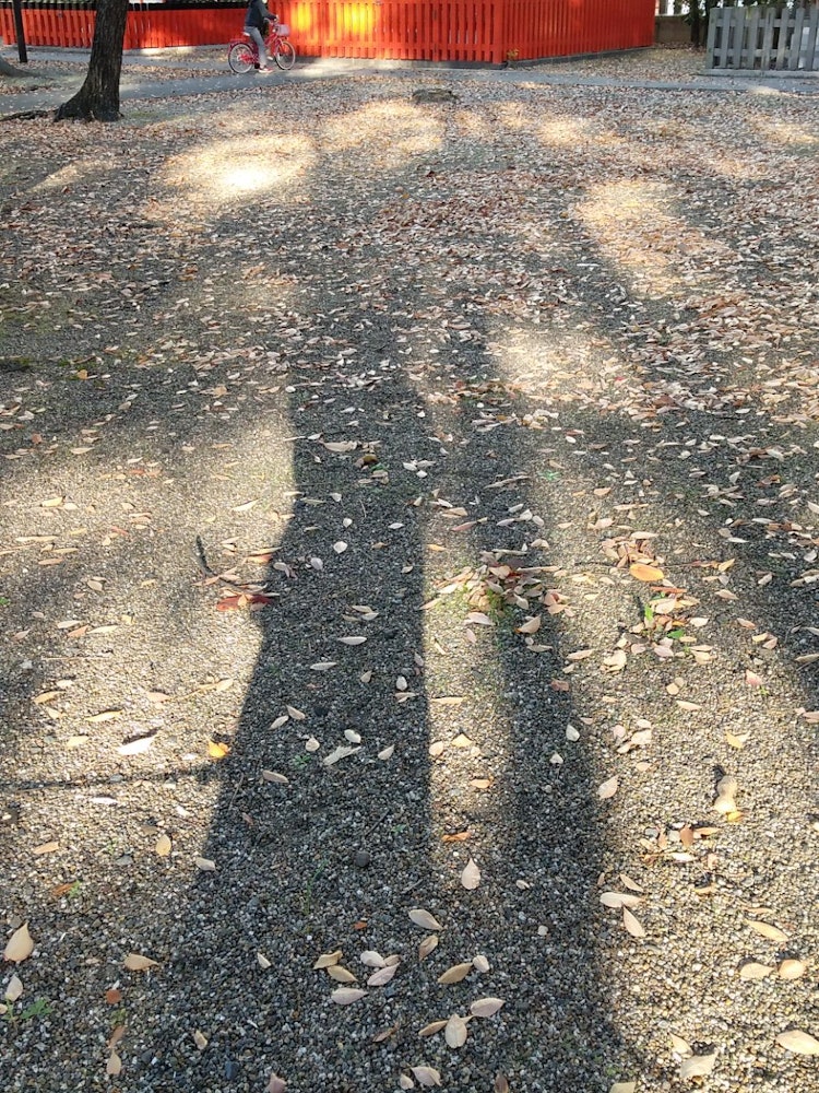 [画像1]落ち葉の中、影が長くなって来ました