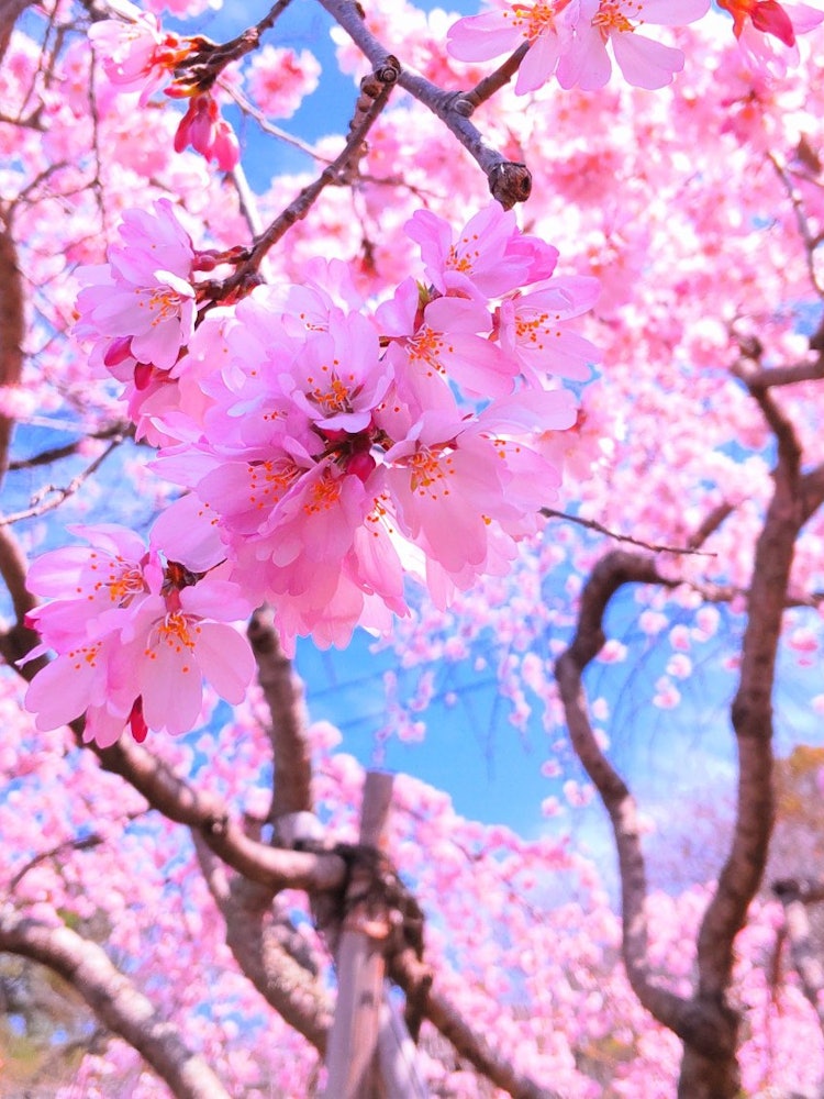 [相片1]千光寺公园（尾道）/广岛千光寺公园（尾道）/广岛它被称为樱花的著名地方，垂枝樱花比染井吉野更早盛开，🌸非常美丽。仙光寺公园被称为著名的赏樱景点，垂枝樱花树比染井吉野樱花树更早盛开，非常美丽🌸晴朗的天空