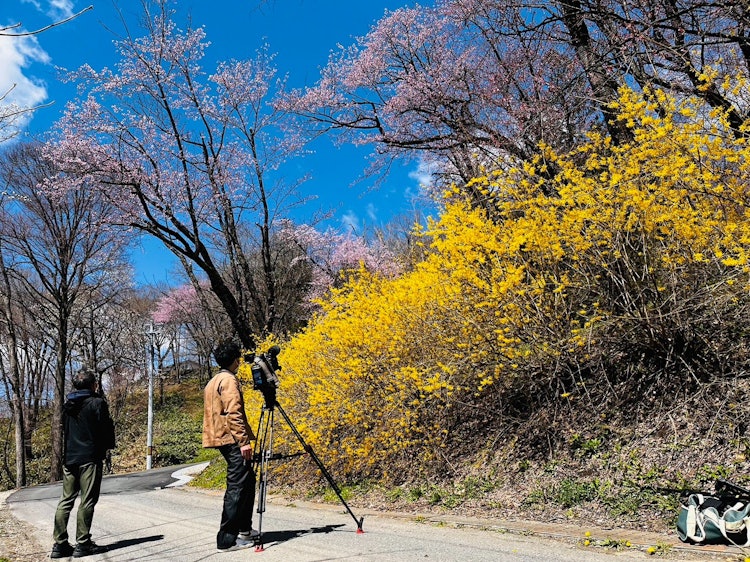 [이미지1]안녕하세요! 🙋‍♀️신토쿠 관광 협회.오늘은 신토쿠 신사⛩에 다녀왔습니다. 🚗💨어제까지 2-3 부분으로 피었던 벚꽃은 약 5 부분으로 열렸습니다.밝은 노란색 개나리도 만개하고 봄의
