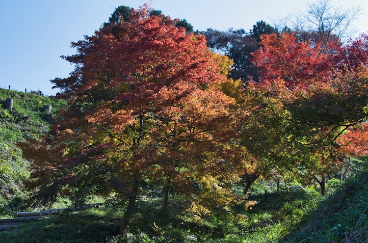 [Image1]Yasugi City, Shimane Prefecture, Gassantoda CastleDuring the autumn foliage season, you can enjoy th