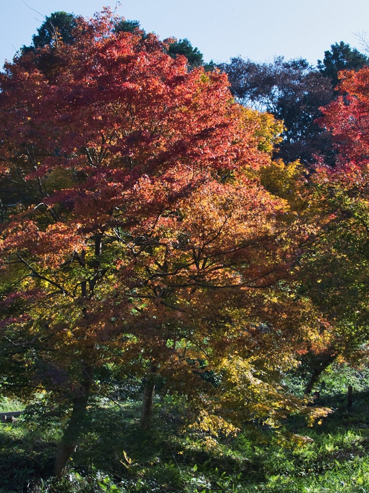 [相片1]岛根县安来市、加桑户田城在红叶季节，您可以欣赏到由高度差创造的树木渐变。最近，我觉得感觉“秋天”的时期越来越短，但这是我最喜欢的季节。
