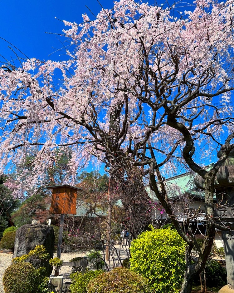[相片1]攝於 24 年 3 月 30 日。這是Kitain的一朵下垂的櫻花。