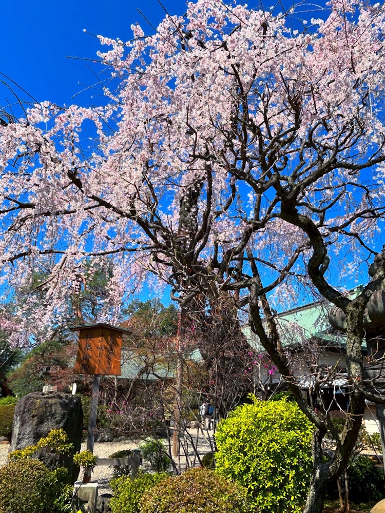 [이미지1]3/30/24 촬영.키테인(Kitain)의 처진 벚꽃입니다.