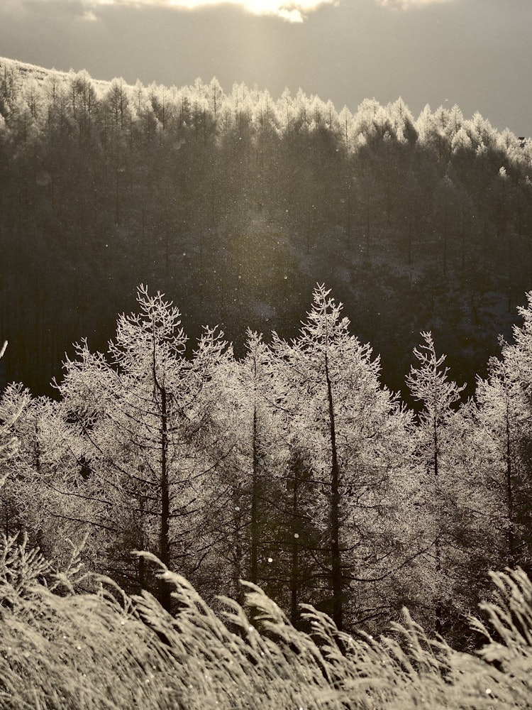 [画像1]控え目ですが、サンピラーとダイアモンドダストのコラボレーションを撮影することができました。寒い中ですが粘った甲斐がありました。撮影地：長野県 霧ヶ峰
