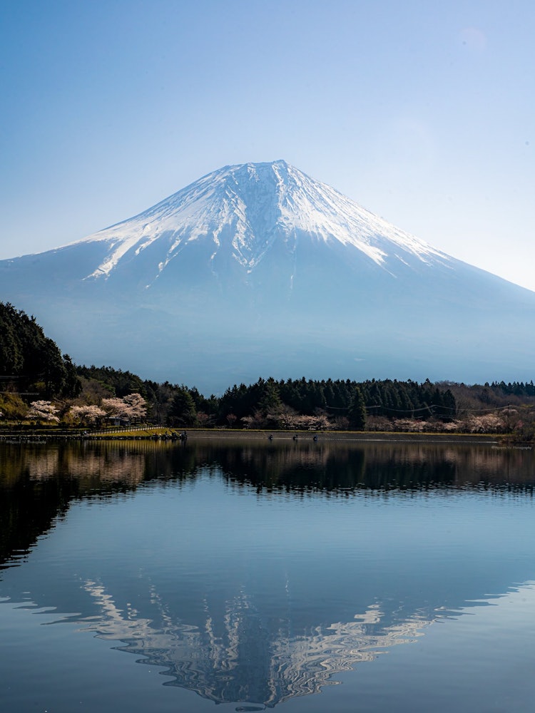[相片1]顛倒富士在一個陽光明媚的日子里，我能夠在沒有風的狸貓湖看到顛倒的富士山，這是一個有趣的休息日。在靜岡縣 2022・4・9