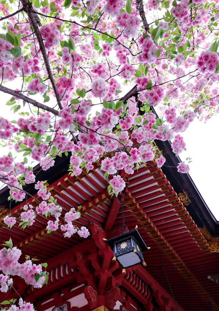 [이미지1]벚꽃과 신사와 사원의 아름다움. 일본의 봄입니다.벚꽃은 천연기념물 시오가마 벚꽃