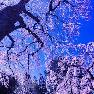 [相片2]在冈山市的创玄寺，您可以欣赏到春天盛开的垂枝樱花倒映在池塘中的奇妙美景。