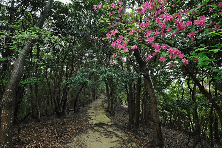 [이미지1]세계문화유산 구마노고도에 있는 나가이자카의 계단식 꽃에 피는 꿀벌 철쭉은 해마다 다르지만, 꽃의 터널을 볼 수 있는 시기도 있습니다.