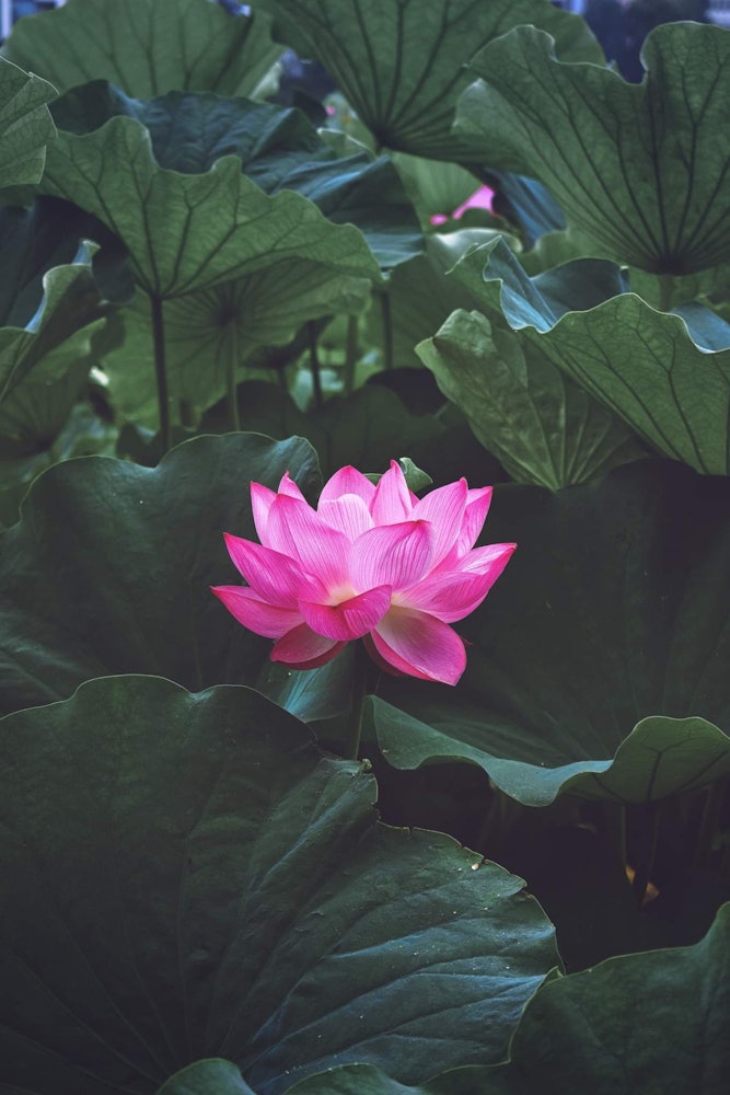 [相片1]在佛教和印度教中，莲花与纯洁、精神觉醒和忠诚有关。对我来说，这朵花是力量和勇气的象征，因为它从浑浊的水中出现并光荣地生活。从上野忍池出发