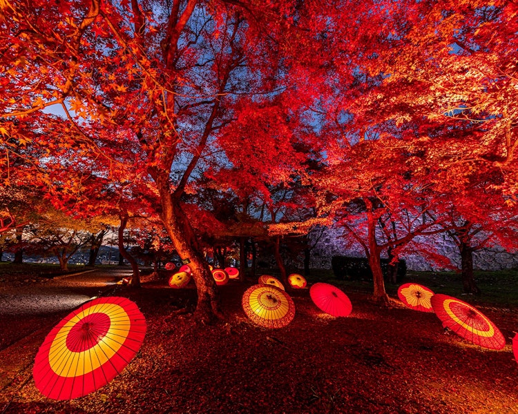 [画像1]岡山県津山市にある鶴山公園。 紅葉のライトアップが綺麗でした。