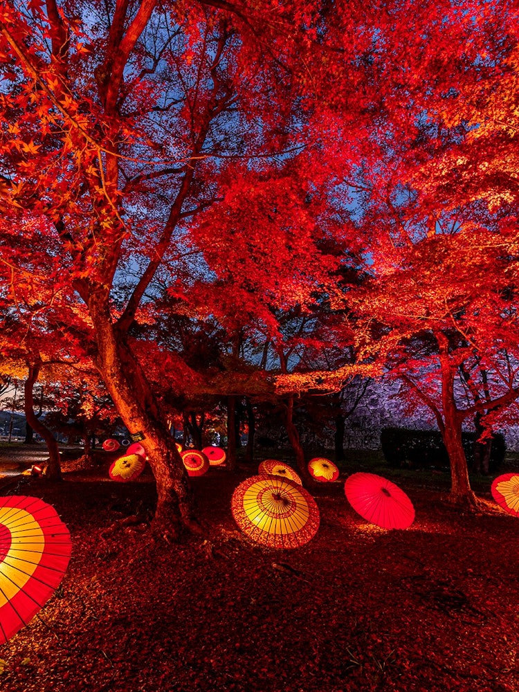 [Image1]Tsuruyama Park is located in Tsuyama City, Okayama Prefecture. The illumination of the autumn leaves