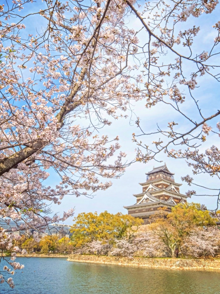 [이미지1]히로시마 성, 히로시마시(히로시마의 벚꽃 명소)#히로시마 성 👈 @hiroshima_city_official 히로시마 성의 벚꽃이 만개했습니다 🏯🌸카메라로 성 주변을 산책하고 꽃놀