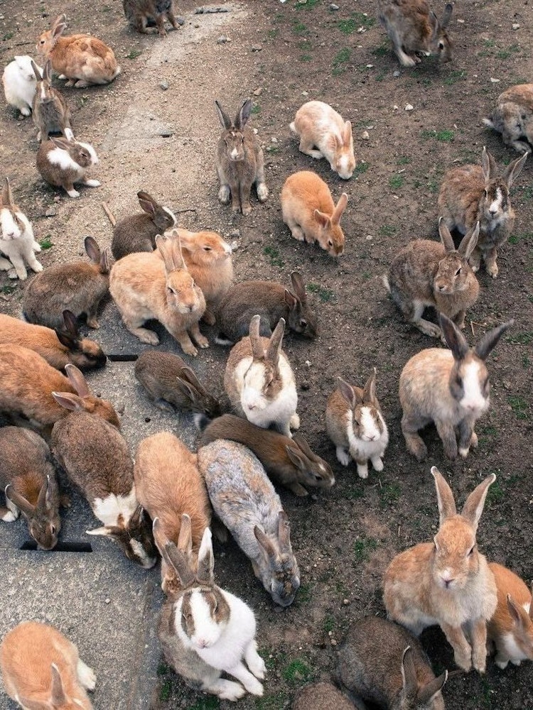 [Image1]#I want to visit Okunoshima! I heard it has a lot of bunnies there.