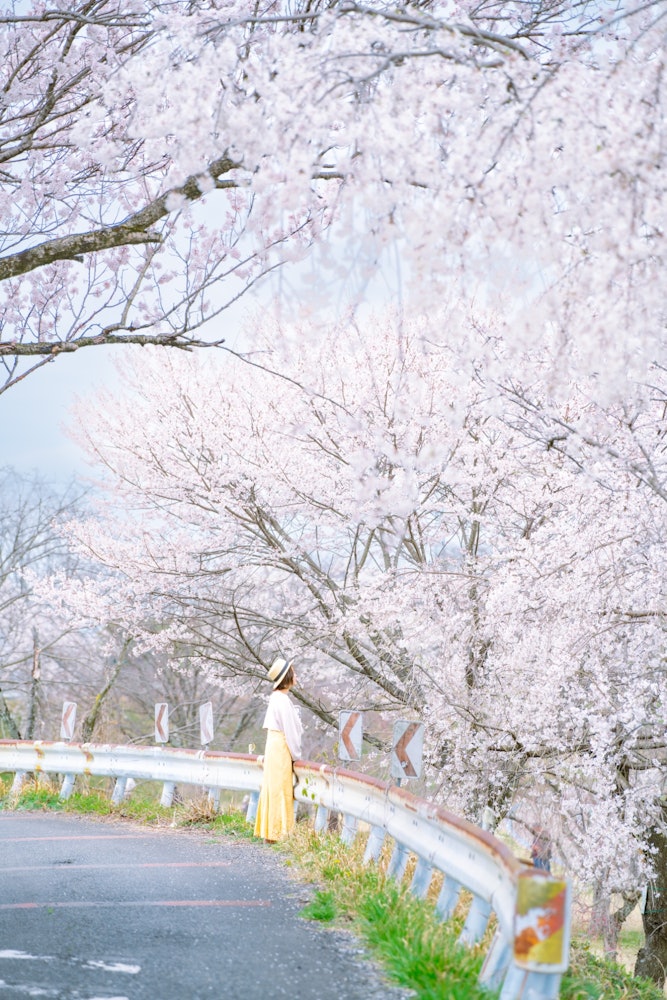 [相片1]📍 愛知縣/一宮市木曾三河公園138公園公園一側的櫻花棧木道。 吉野櫻花綻放得很漂亮。