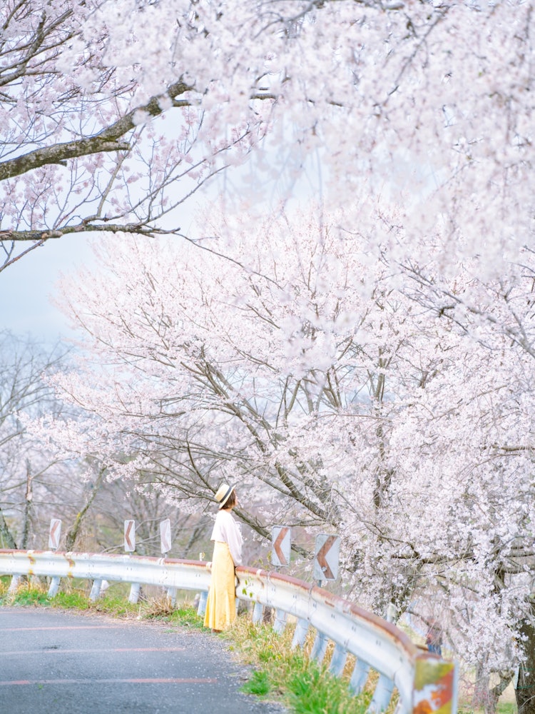 [Image1]📍 Aichi / Ichinomiya City Kiso Mikawa Park 138 ParkA cherry blossom boardwalk on the side of the par