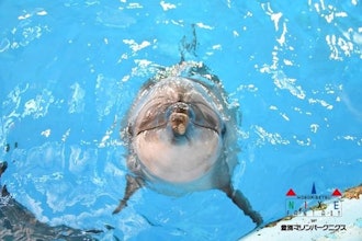 [相片1]再一次，我们想介绍我们最喜欢的海豚饲养员的照片！继上次介绍的可可之后，这次是🍼宽吻海豚的牛奶它是海洋公园里最资深的海豚！