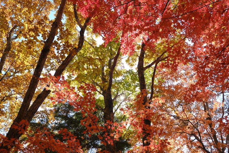 [相片1]這張照片拍攝于11月，拍攝于阿爾卑斯山中部的江波子山。 當我抬起頭時，樹葉被染得五顏六色，令人驚歎。 我喜歡秋天，你可以只用葉子把各種顏色放在一個框架裡。