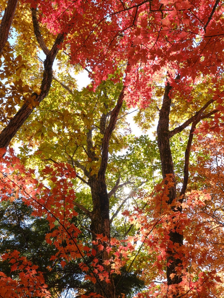 [Image1]This photo was taken in November at Mt. Eboshi in the Central Alps. When I looked up, the leaves wer