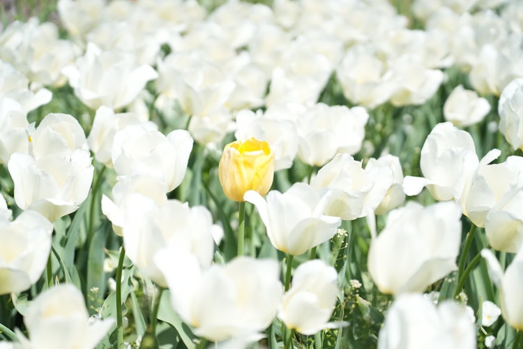 [画像1]あけぼの山公園。白い中に一凛だけ承認欲求の強い黄色の花が。。。