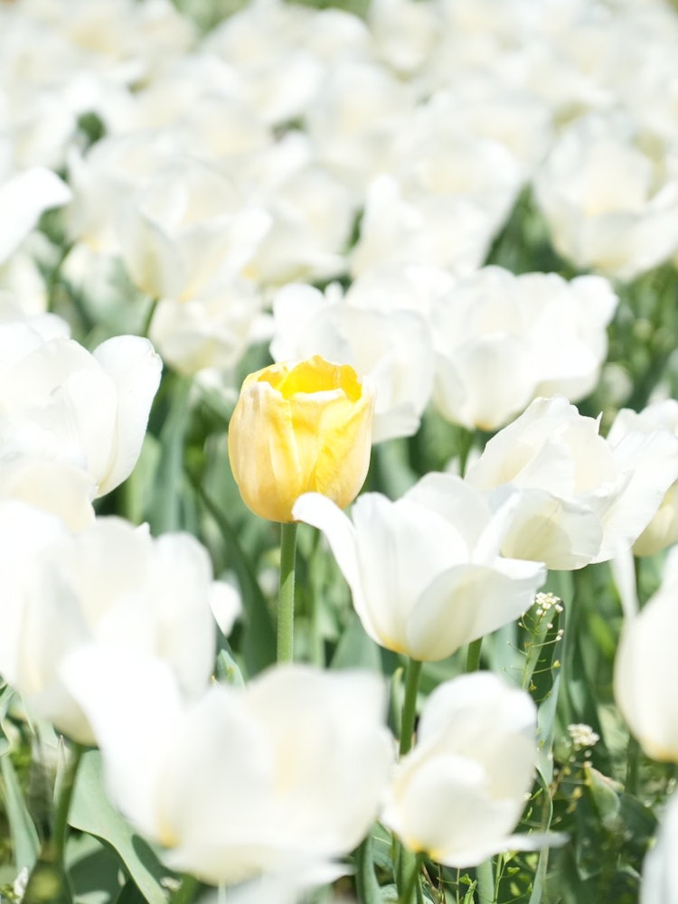 [相片1]曙野山公園。有一朵黃色的花，強烈渴望得到認可，只有一朵在白色中端莊。