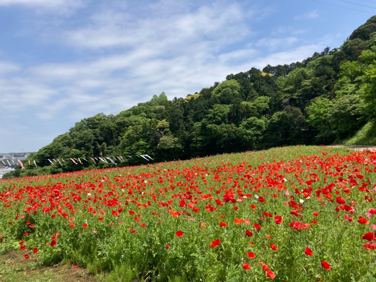 [相片1]这是在栗滨花卉公园拍摄的罂粟花田。 它生动而令人耳目一新，我感受到了五月初。