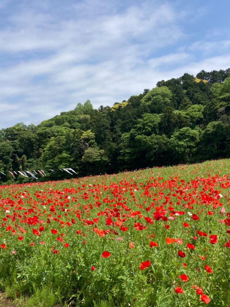 [画像1]くりはま花の国で撮ったポピーの花畑です。 鮮やかで爽やかで5月の始まりを感じました。