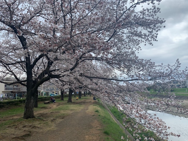 [Image1]桜