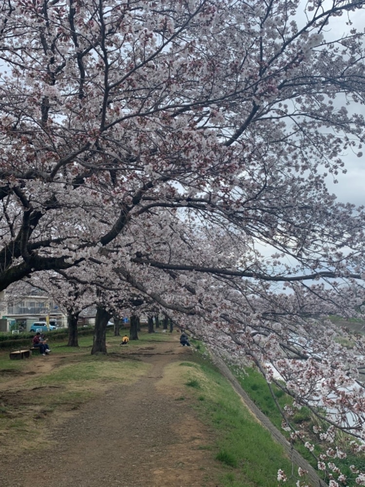 [Image1]cherry blossom
