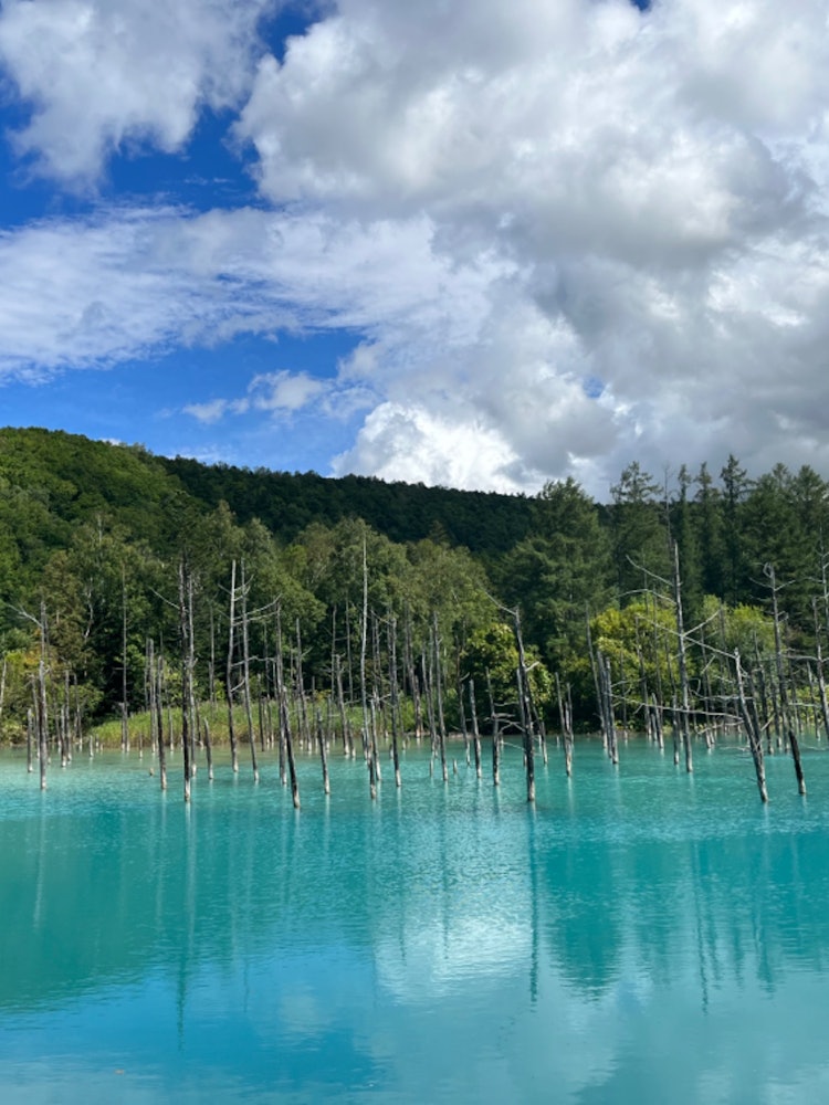 [Image1]It is a blue pond in the Biei of Hokkaido. On this day, the weather was nice and the blue color was 