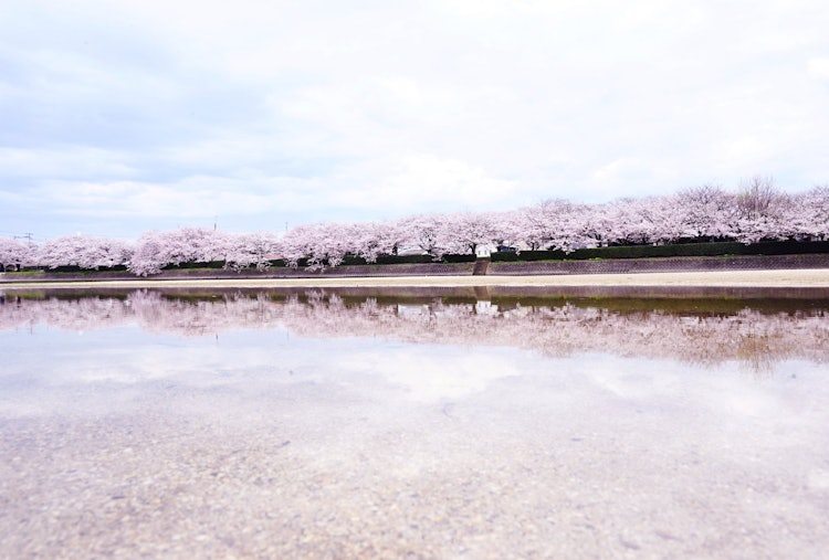 [相片1]拍摄地点：爱媛县今治市通达川盛开的樱花在河面上闪闪发光