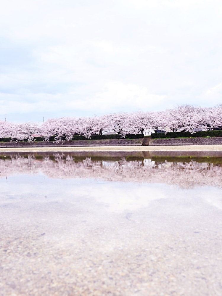 [画像1]撮影場所：愛媛県今治市の頓田川（とんだがわ）川面に映える満開の桜