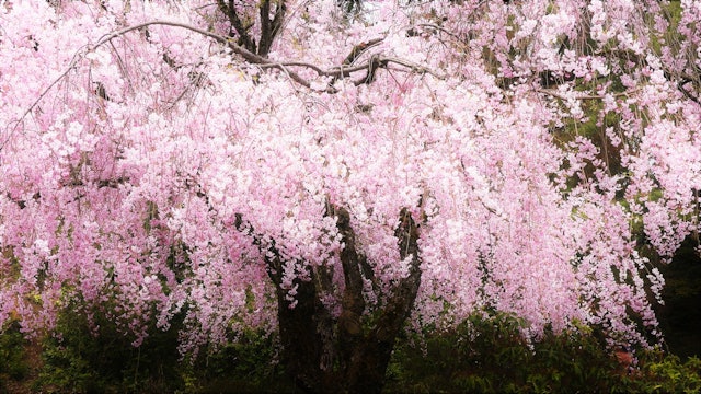 [画像1]金沢卯辰山の枝垂れ桜３本の枝垂れ桜が重なるように咲くのは見事というほかありません