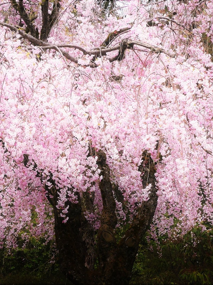 [Image1]Drooping cherry blossoms of Mt. Utatsu, KanazawaIt is nothing short of splendid that the three droop