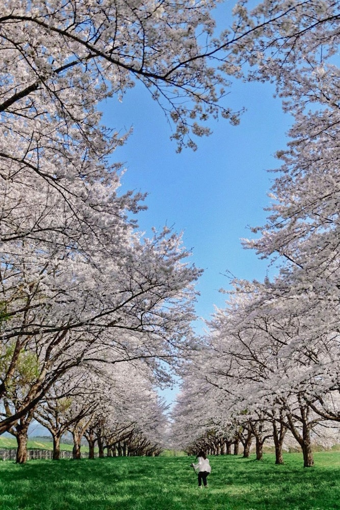 [이미지1]이와테현 미즈사와 경마장의 벚꽃 가로수거의 일직선으로 늘어서 깊이를 전하면 좋을 것입니다.벚꽃 사이의 틈새가 어딘가 하트처럼 보일까.