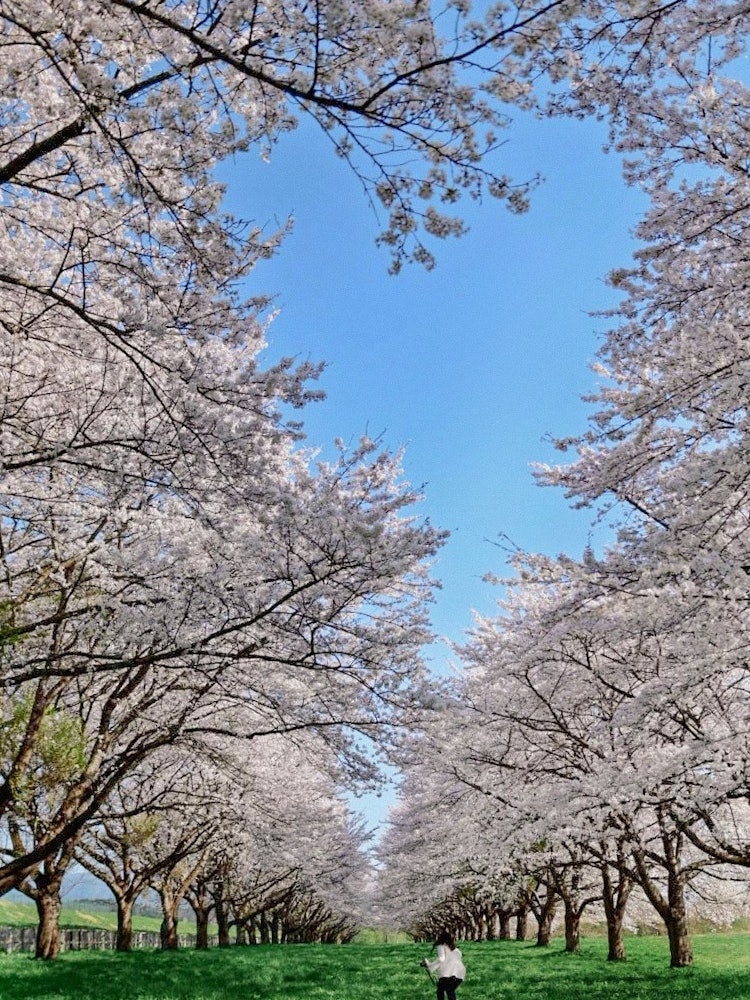 [画像1]岩手県の水沢競馬場の桜並木ほとんどまっすぐ並んで奥行きも伝われば幸いです桜の隙間が若干ハートに見えるかなぁ