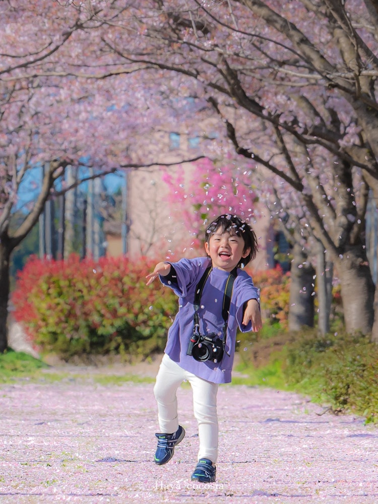 [Image1]In Kanazawa, IshikawaFrolic with cherry blossoms in the cherry blossom tunnelKids look for ways to p