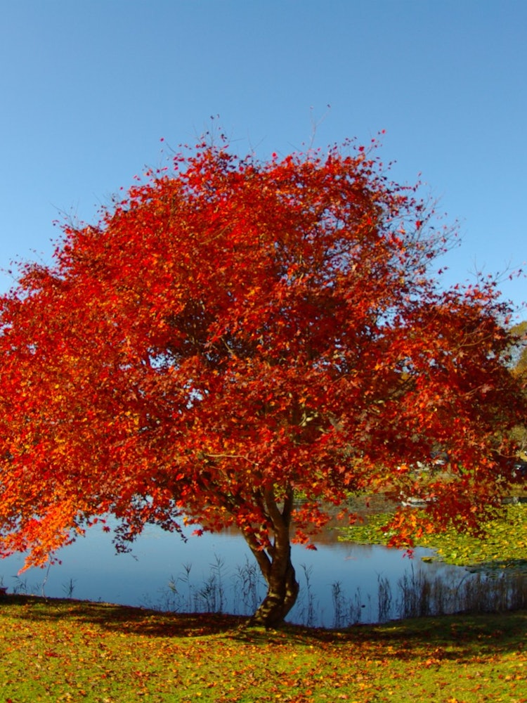 [相片1]这是一张一见钟情的照片，树上五颜六色的秋叶。