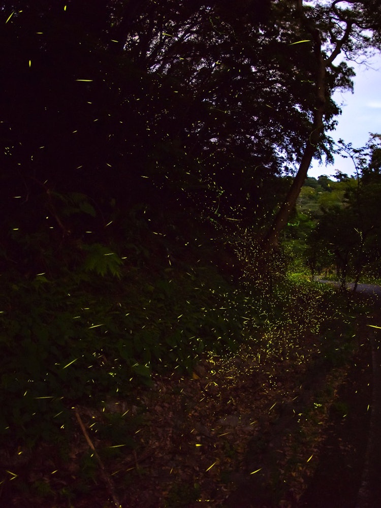 [相片1]螢火蟲在5月至6月期間活躍在沖繩。它們的幼蟲是陸地的，外表很酷，像宇宙飛船一樣。它出奇的兇猛，如果不小心觸摸幼蟲就會咬人，所以你需要小心。建議像賞櫻一樣觀看飛行中的成年螢火蟲：）