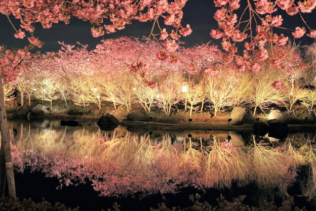 [画像1]「春に訪れたい日本の観光スポット」三重県・桑名市にある「なばなの里」の河津桜西日本に住んでいる私が、河津桜にハマったのは、ここがきっかけでもあります！水面に写ったリフレクションと合わせてとても美しい絶