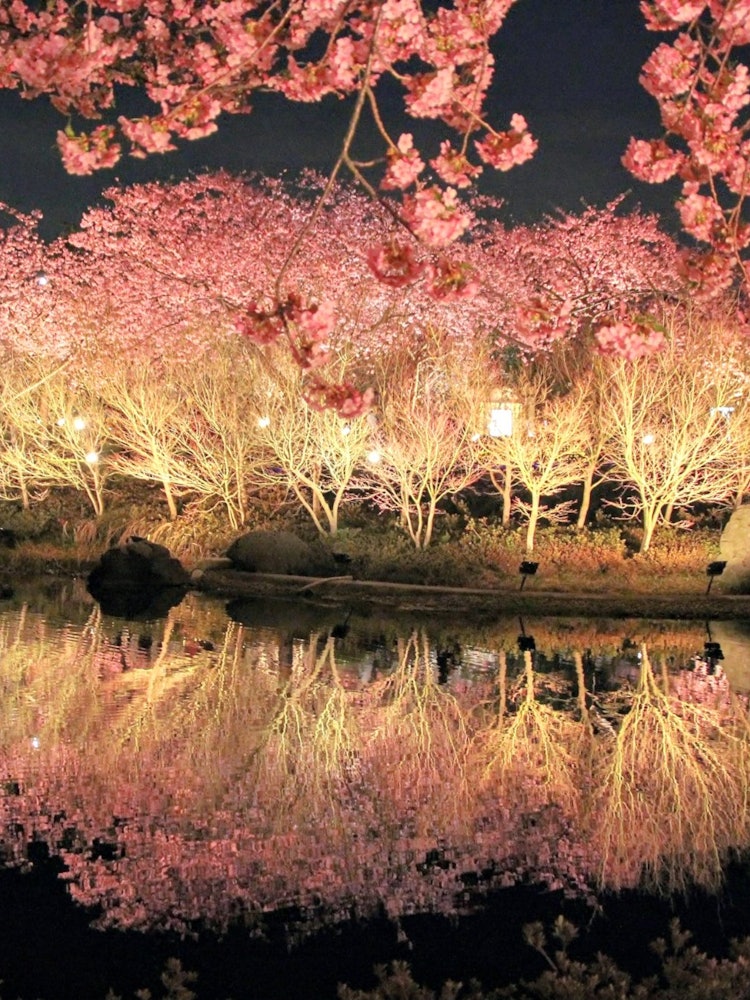 [画像1]「春に訪れたい日本の観光スポット」三重県・桑名市にある「なばなの里」の河津桜西日本に住んでいる私が、河津桜にハマったのは、ここがきっかけでもあります！水面に写ったリフレクションと合わせてとても美しい絶