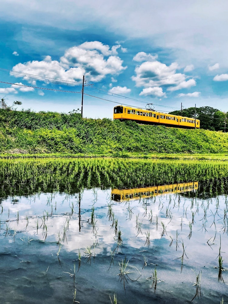 [Image1]Hokusei Line rice field reflection!One of the few existing narrow gauges of the Sangi Railway in Ina