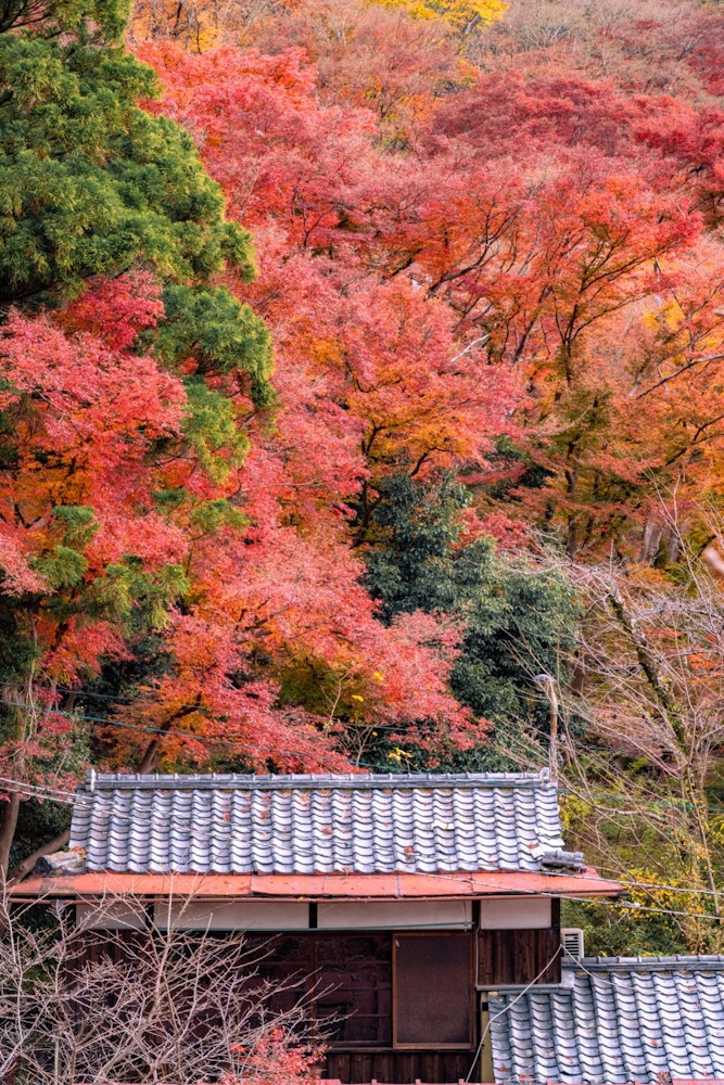 [Image1]【Autumn leaves seen from a distance】If you look closely,The autumn leaves that were a little fadedFr